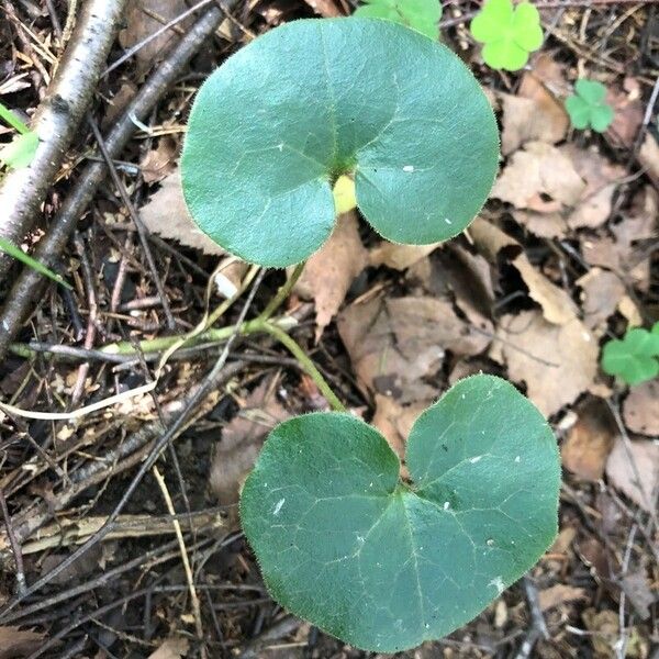 Asarum europaeum ഇല