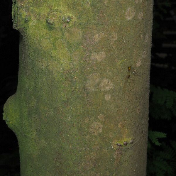 Ficus coronata Bark