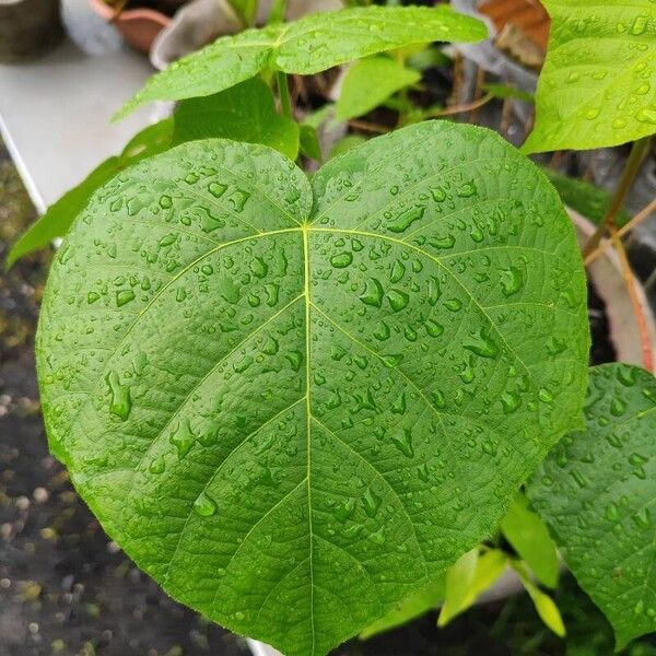 Hibiscus tiliaceus Folio