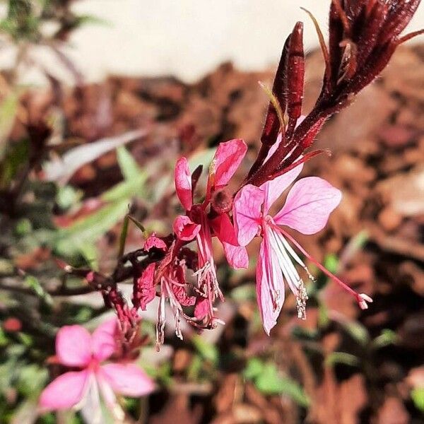 Oenothera lindheimeri Λουλούδι