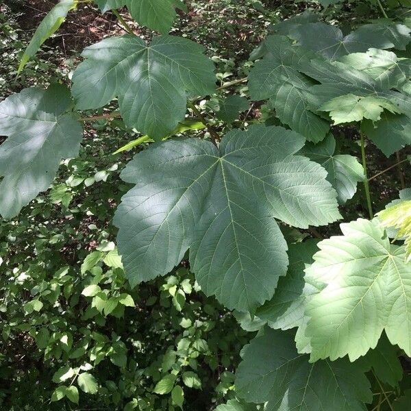 Acer velutinum Folha