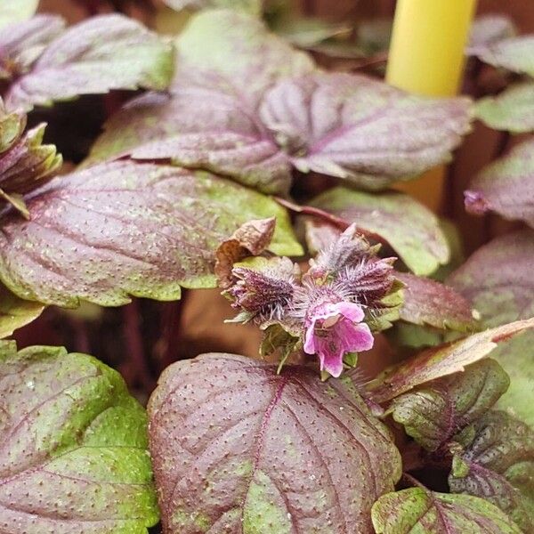 Perilla frutescens Fleur