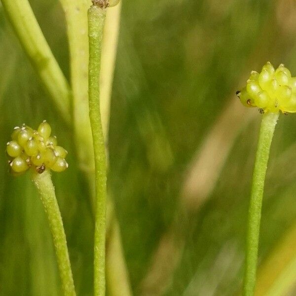 Ranunculus flammula Fruto