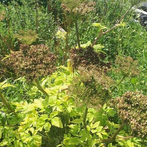 Angelica lucida Blodyn