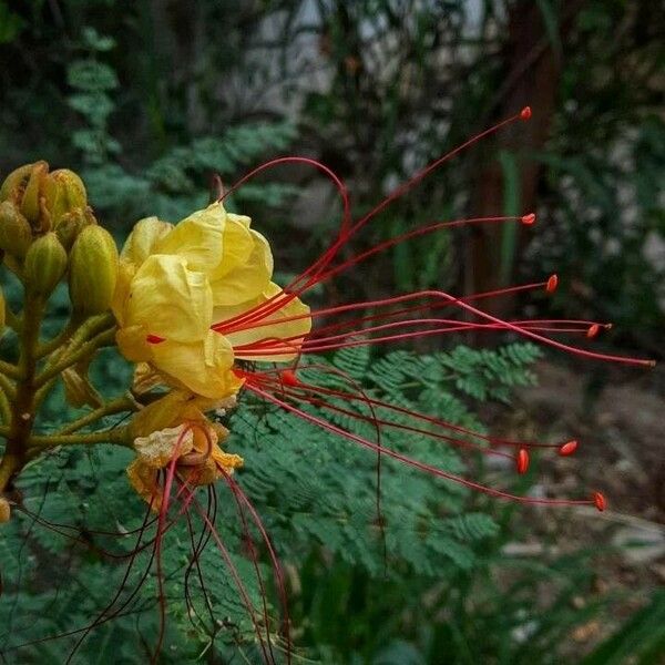 Caesalpinia gilliesii Floare
