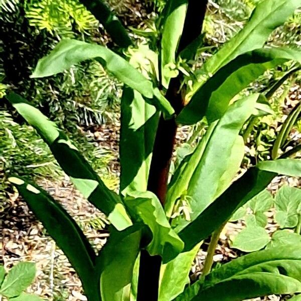 Frasera caroliniensis Leaf