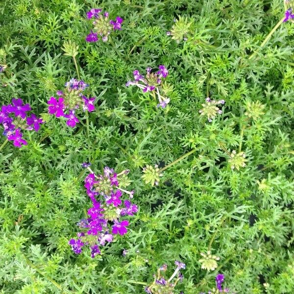 Verbena tenera Habit