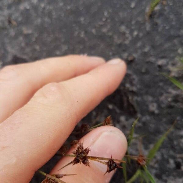 Juncus capitatus Floro