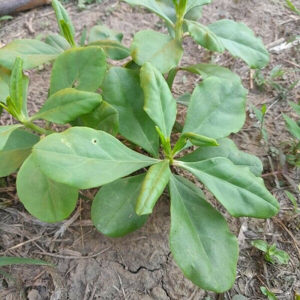 Talinum paniculatum List