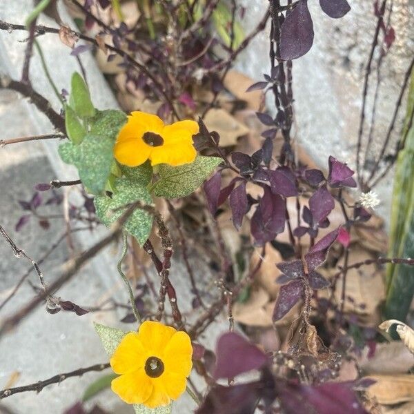 Thunbergia alata Flower