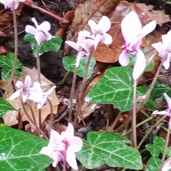 Cyclamen hederifolium 花