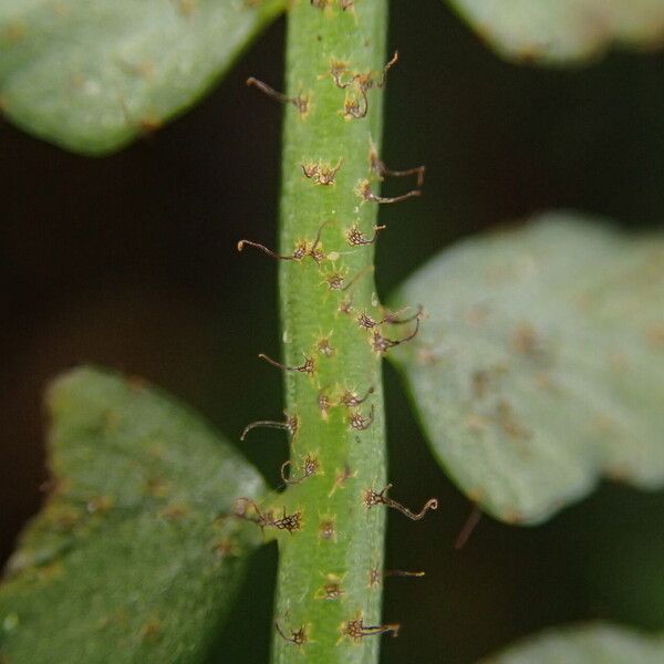 Asplenium barteri Blatt