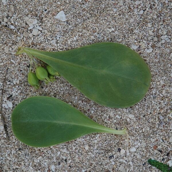 Scaevola taccada Leaf