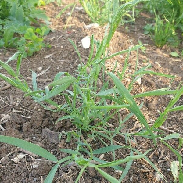 Lathyrus sativus Lehti