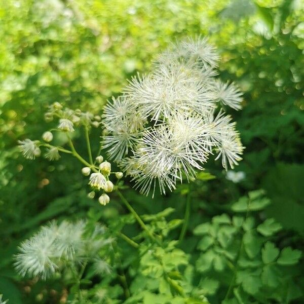 Thalictrum aquilegiifolium പുഷ്പം