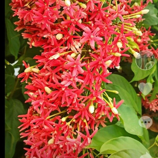 Combretum indicum Bloem