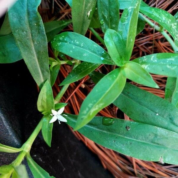 Diodia virginiana Folha