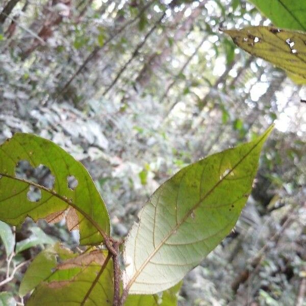 Annona haematantha Leaf