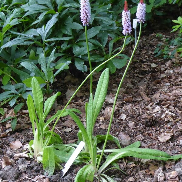 Primula vialii Virág