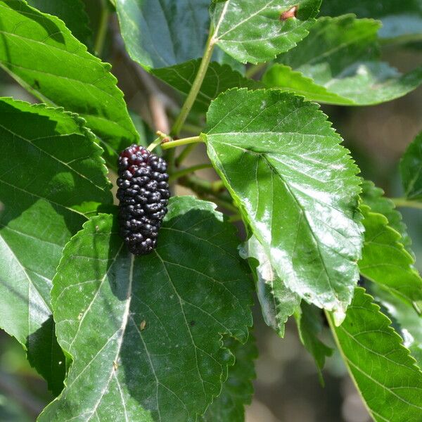 Morus nigra Flower