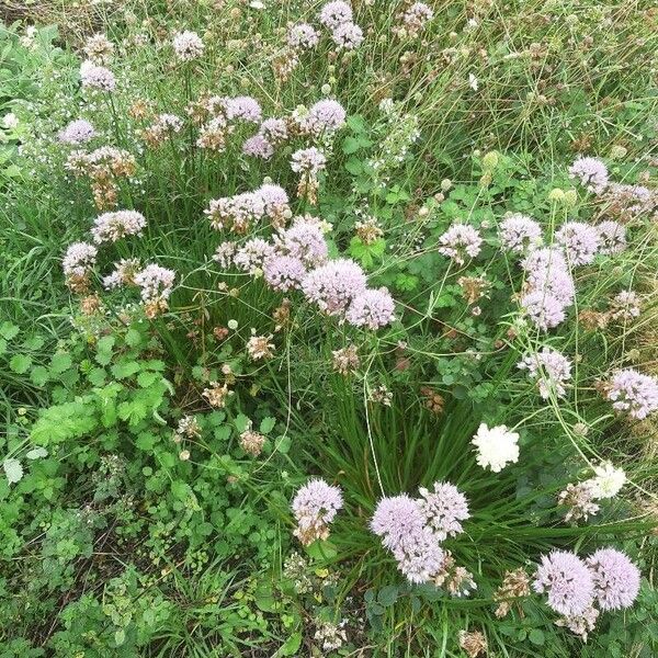 Allium senescens Flower