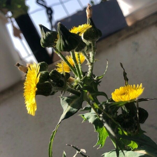 Sonchus oleraceus Flower