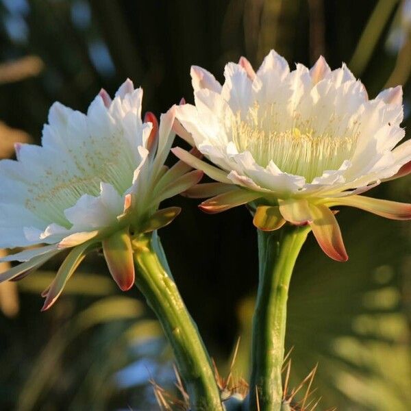 Cereus hexagonus Blomma