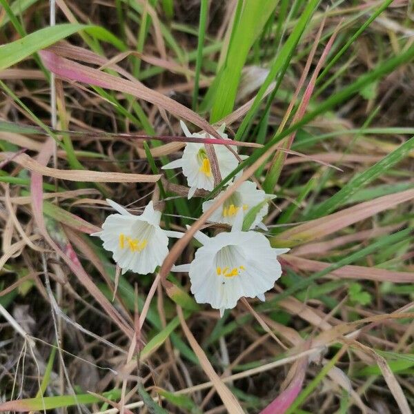 Narcissus cantabricus 花