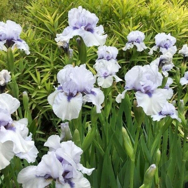 Iris × germanica Bloem