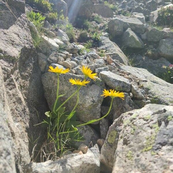 Doronicum clusii Flower