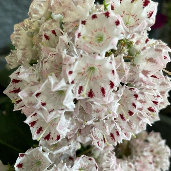 Kalmia latifolia Cvet