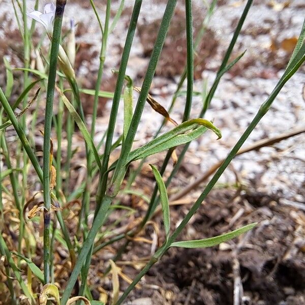 Petrorhagia prolifera Hoja