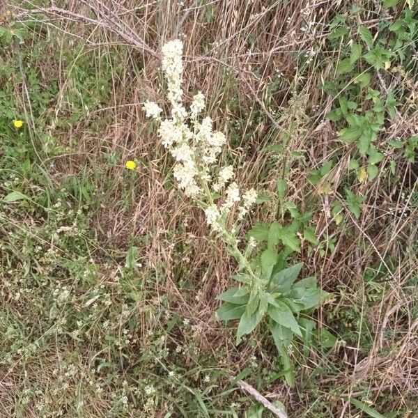 Verbascum lychnitis Arall