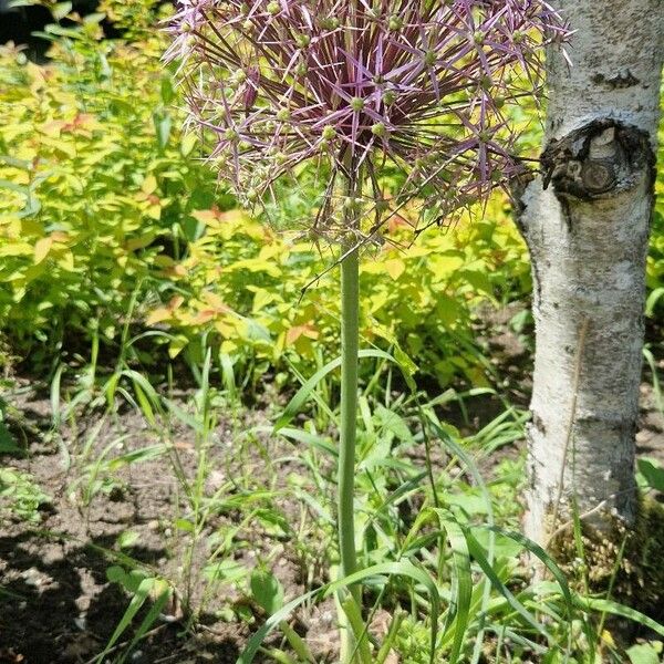 Allium cristophii Цветок