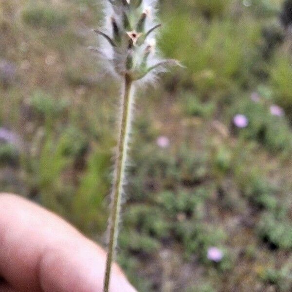 Plantago bellardii Fleur