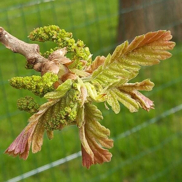 Quercus pyrenaica Blüte