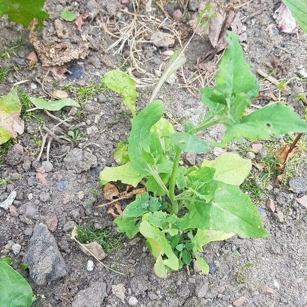 Atriplex prostrata Habitus