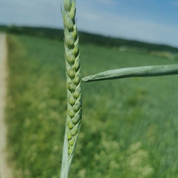 Triticum aestivum Frukto