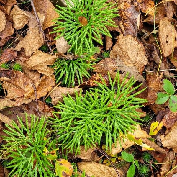 Lycopodium complanatum Yaprak