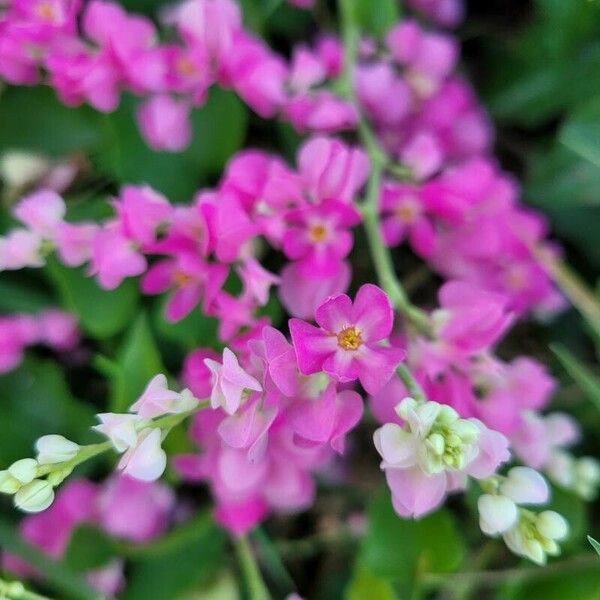 Antigonon leptopus 花