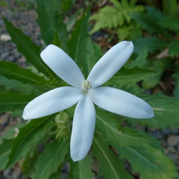Hippobroma longiflora Cvet