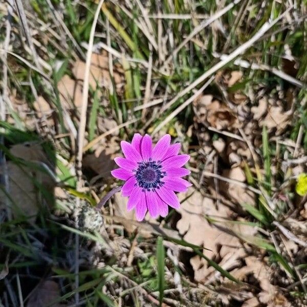 Anemone hortensis Flower