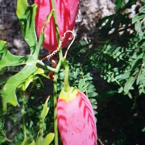 Coccinia grandis Frugt