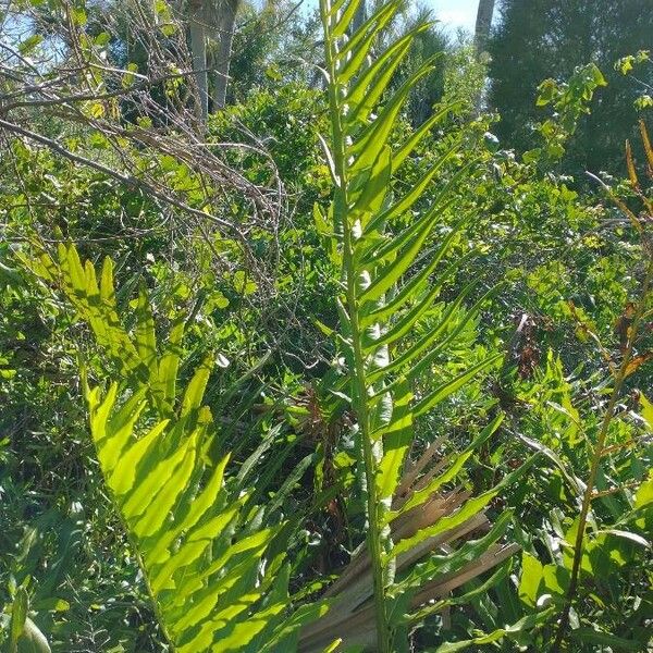 Acrostichum aureum Leaf