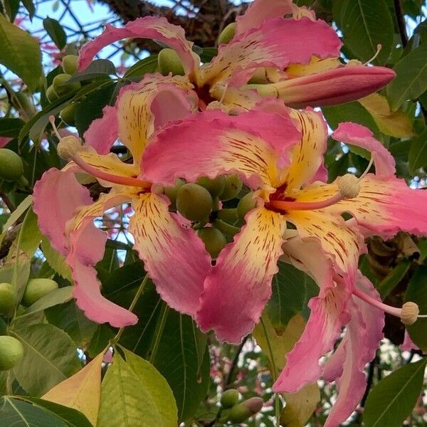 Ceiba speciosa Fleur