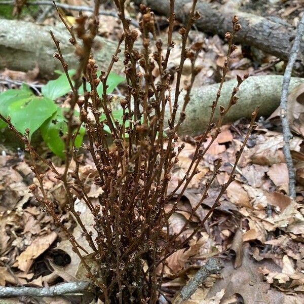 Epifagus virginiana Folla