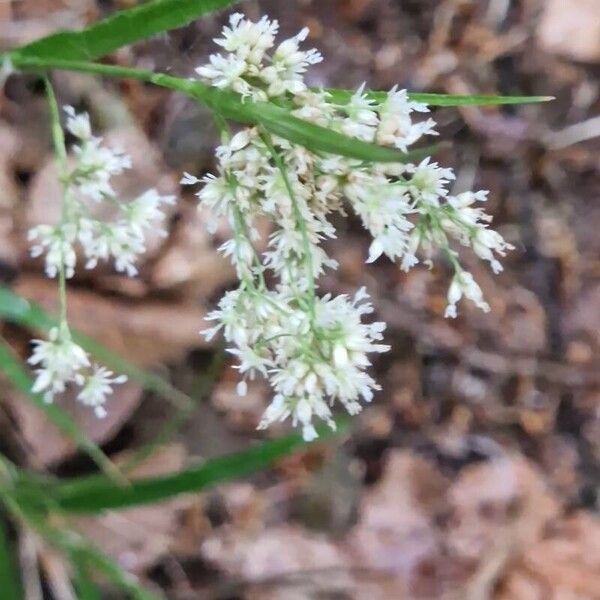 Luzula luzuloides Floare