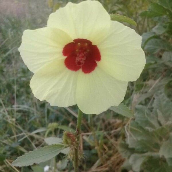 Hibiscus surattensis Folha