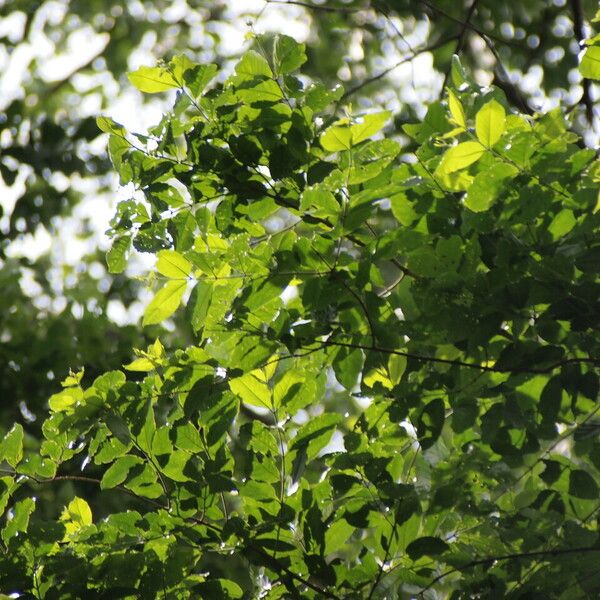 Combretum lokele पत्ता