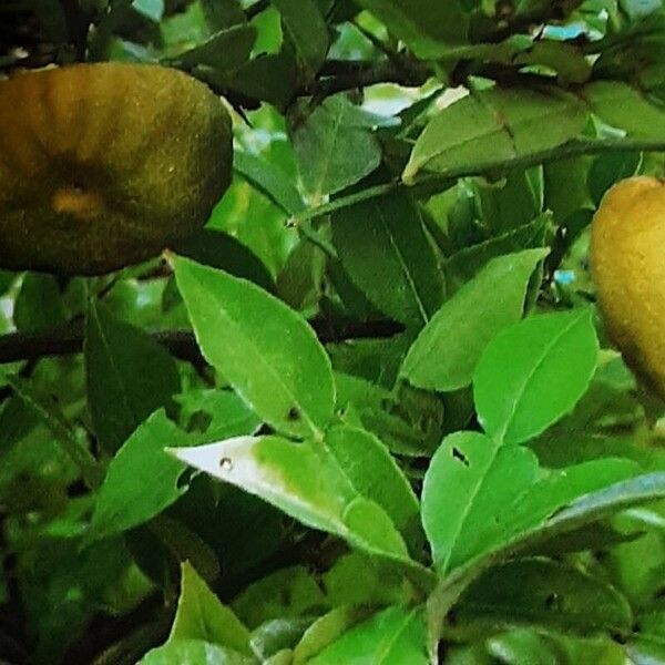 Citrus cavaleriei Fruit